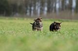 BERGER ALLEMAND 1100